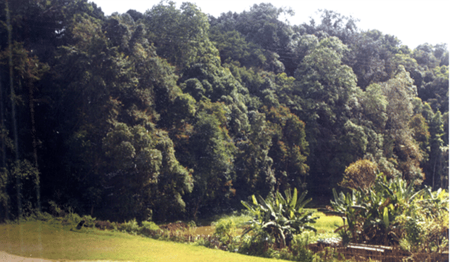 The sacred groves in Meghalaya are known as Law Lyngdoh, Law Niam and Law kyntang