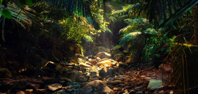 Sacred groves of Bambar in Goa is home to some of the rarest medicinal plants and other exotic flora and fauna