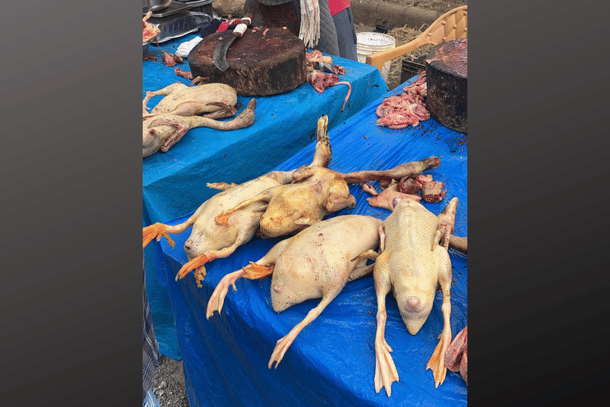 Duck meat being sold at a makeshift market near the Kamakhya Gate