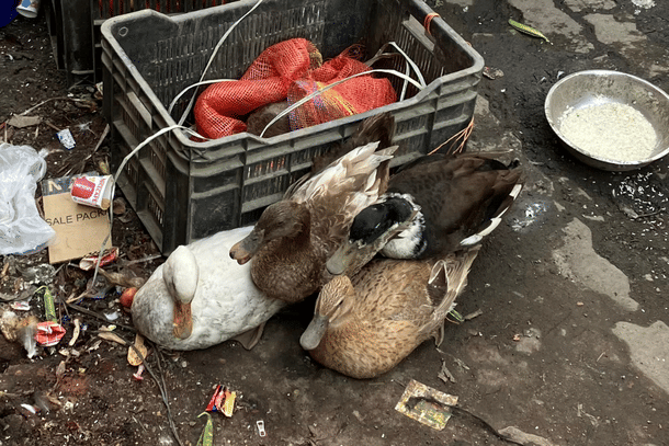 Live ducks are stacked together on the roadside at Ganeshguri