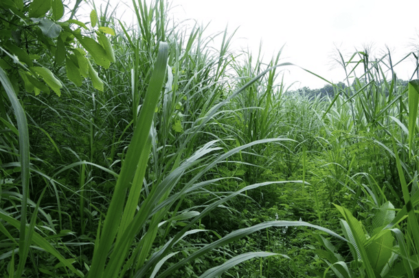 Napier grass plantation by Hati Bondhu