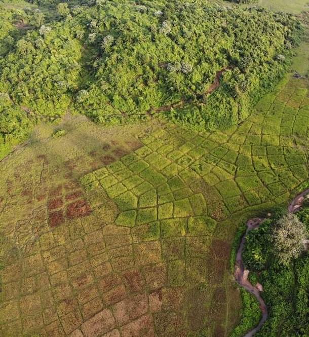 Aerial view of sali rice cultivation in Ronghang village