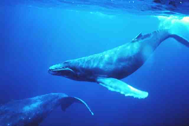 Humpback whales in singing position