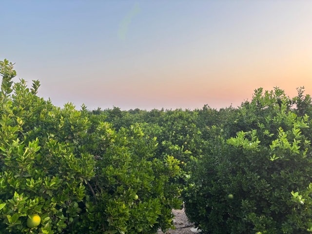 Sweet Lime orchards at Anantapur, Andhra Pradesh
