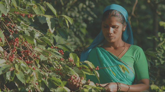 Coffee picking in Coorg