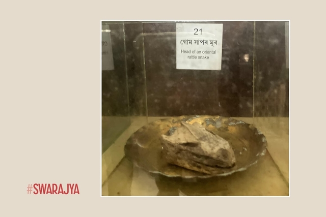 Head of an oriental rattlesnake.