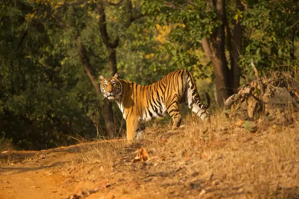 Tiger in Satpura reserve