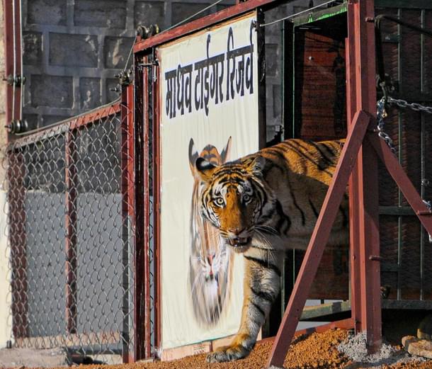 Tiger introduced in Madhav tiger reserve