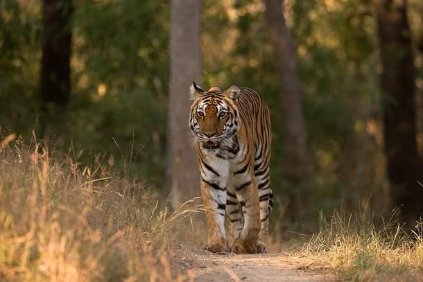 Tiger on a mud road in Kanha Tiger Reserve Madhya Pradesh (Kalyan Varma/Wikimedia Commons)