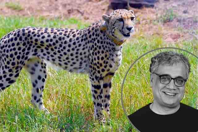 A Namibian Cheetah in India (in circle: Derek O'Brien)  
