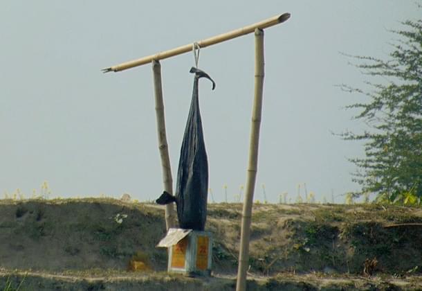 Poached along the Kosi in 2023, a Ganges river dolphin carcass left hanging in public view. (Subhasis Dey/WCT)
