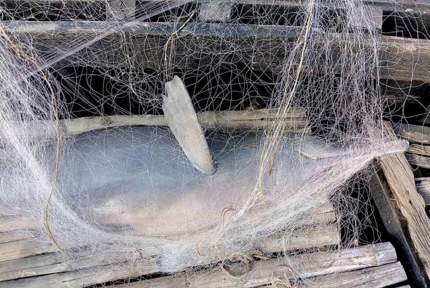 A Ganges river dolphin caught in a fishing net. (Soumen Bakshi/WCT)