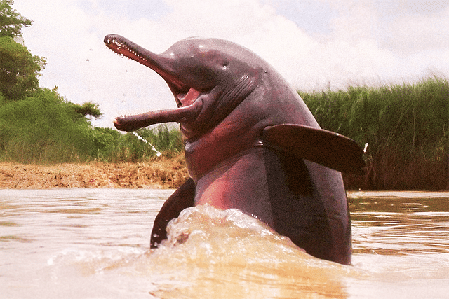Gangetic dolphin diving out of waters