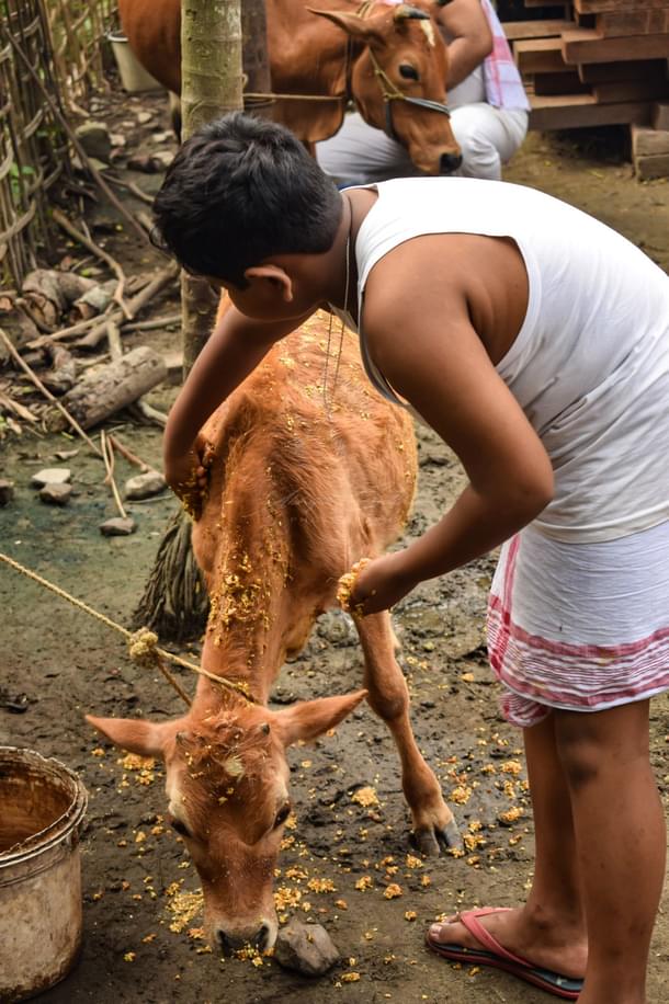 Cow smeared with maah-haldi (Source: Wikimedia Commons)