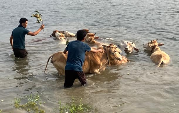 Traditional bathing and whipping (with makhioti) of cattle at the Luhit river, Majuli on Goru Bihu 2025