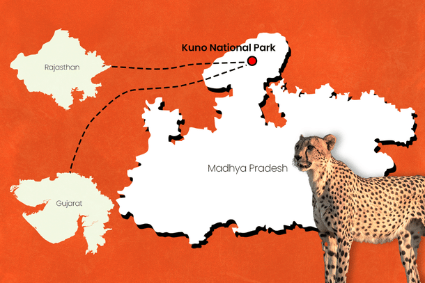 Kuno National Park spearheads Project Cheetah