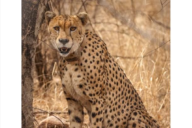 Radio collar on the neck of a cheetah in Kuno