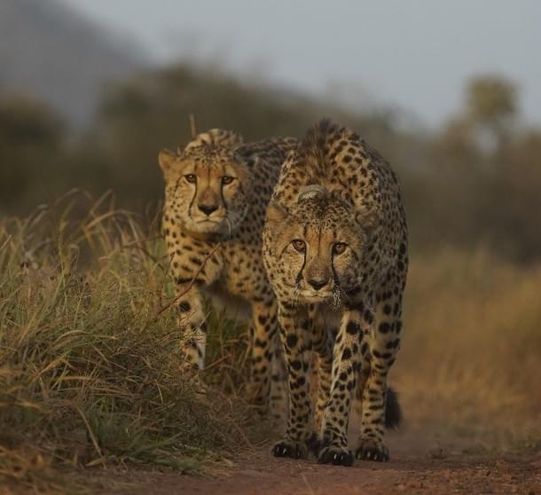 The two male cheetahs translocated to Gandhi Sagar WLS