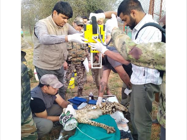 A cheetah cub is being treated for forelimb fracture in Kuno. The yellow device is a portable X-ray machine.