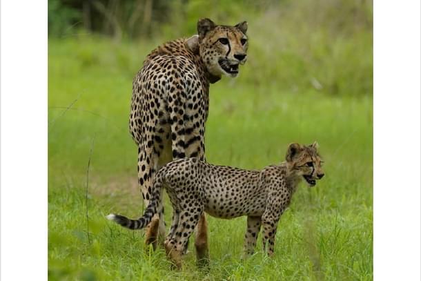 A cheetah with a cub in Kuno