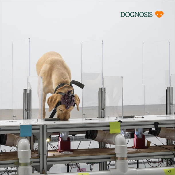 Jessie sniffing a breath sample while wearing a wearable brain-computer interface (BCI)
