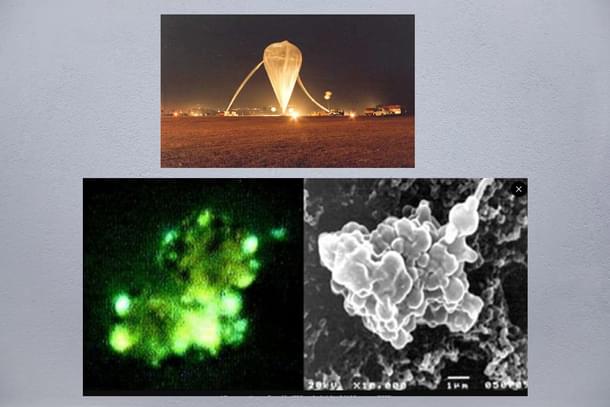 Narlikar coordinated ISRO and CCMB and this led to the discovery of new species of upper atmospheric microbes.