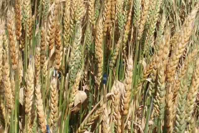 Crops affected by fusarium graminearum. Photo by Janet Lewis/CIMMYT.