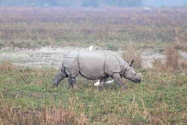 Rhino (X/@himantabiswa)