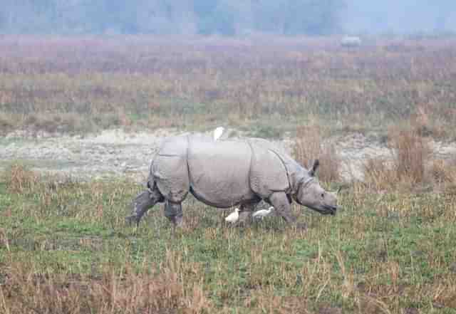 Rhino in Kaziranga National Park (X/@himantabiswa)