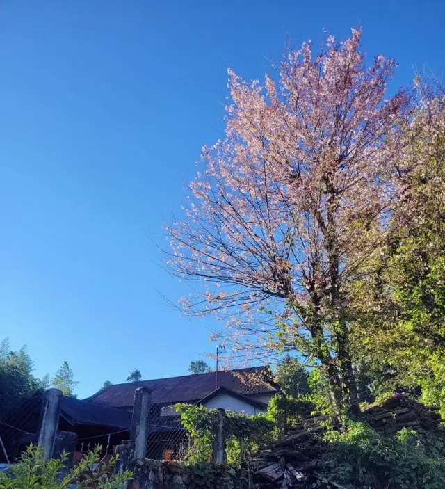 Shillong's cherry trees in full bloom (Photo: Ankush Saikia).