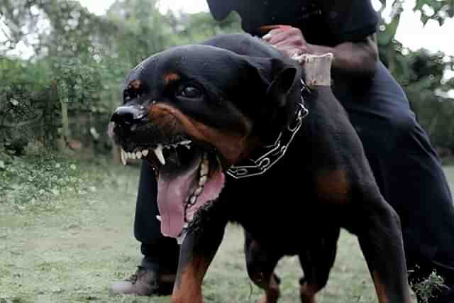 Rottweiler (Image Source: X)