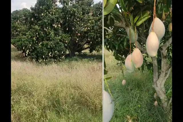 Totapuri Tree and Mangoes (Anand Naidu).