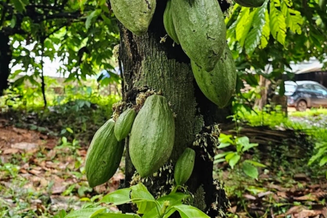 Cacao at Varanashi Farms.