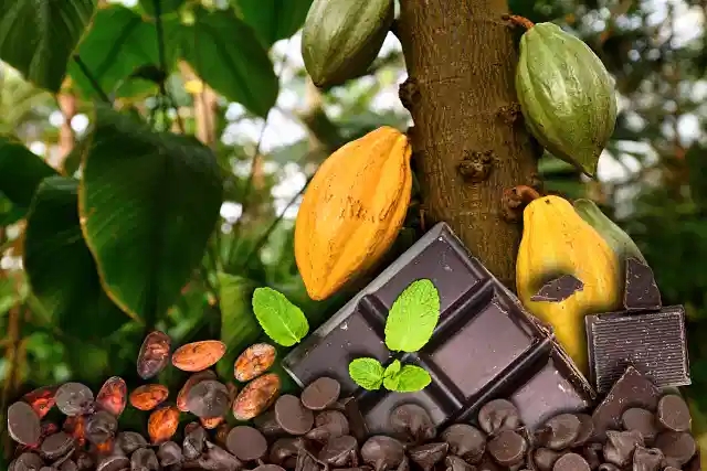 Cacao Beans.