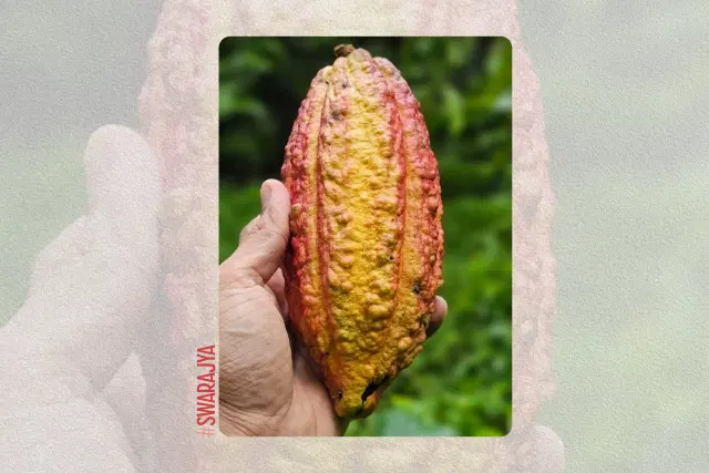 Cacao at Varasanhi Farms.