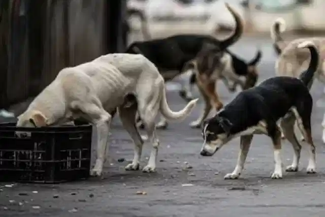Stray Dogs (Image source: X)