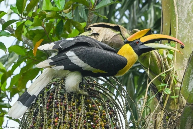 The Lost Monarch Of Malabar Coast: A Great Hornbill Strays Onto Kochi Shores