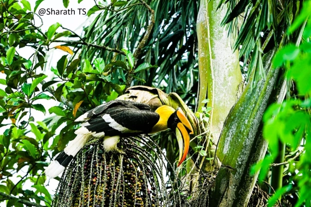 Credit: Sharath TS of Nayarambalam, Vypeen.