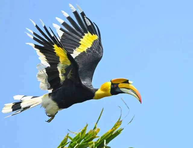 Credit: Sharath TS of Nayarambalam, Vypeen.