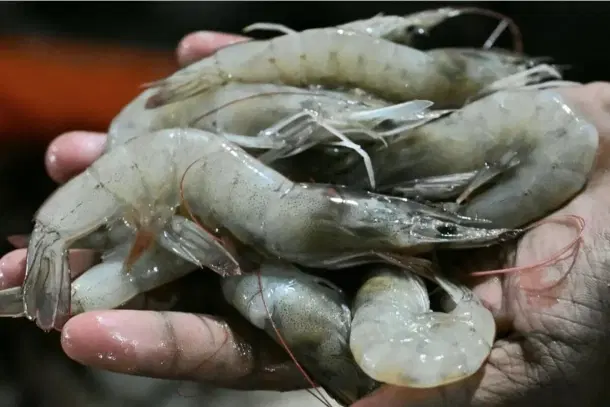 Andhra shrimp exports hit (X)