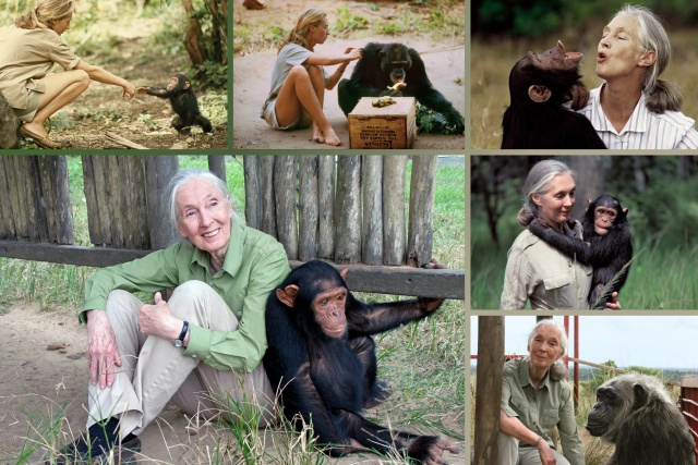The Rishika Of Gombe: A Shraddhanjali For Jane Goodall