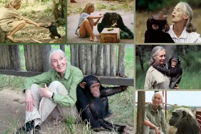 Jane Goodall [1934-2025]