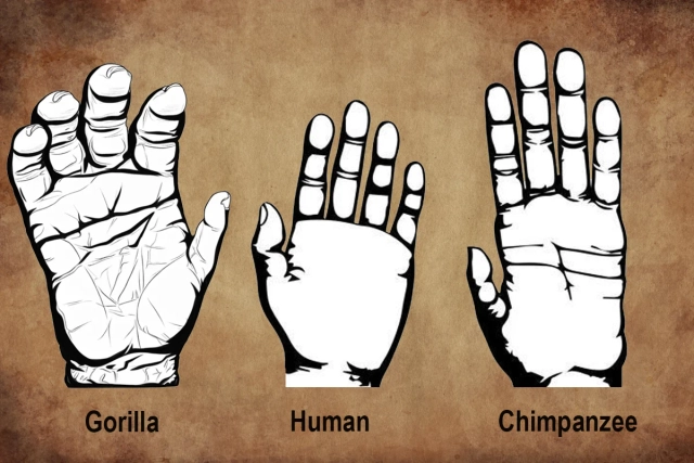 How Human Hand Is An Organ Of Consciousness, Not Just Of Labour