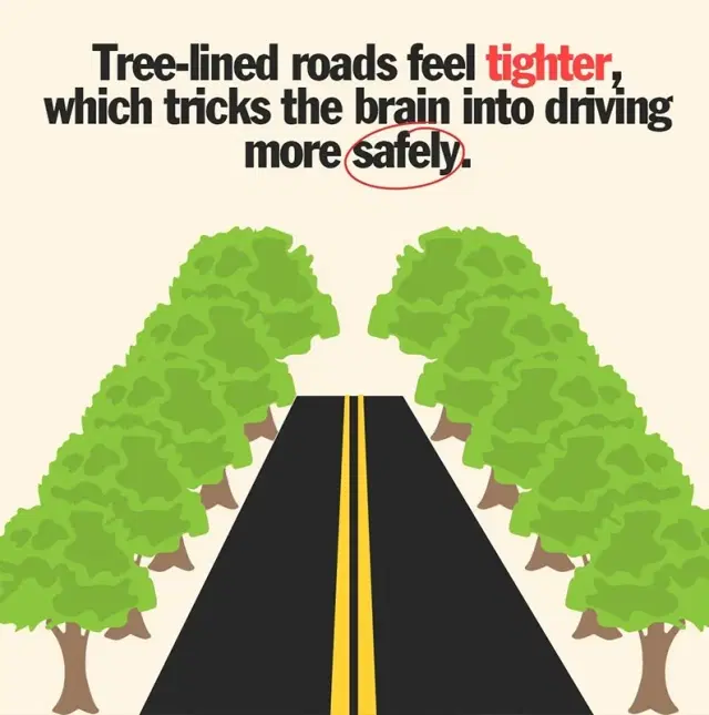 How trees create an optical illusion.