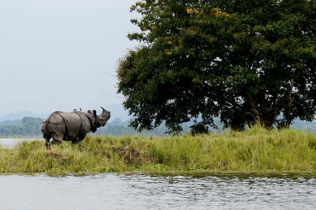 Kaziranga National Park (Representative Image)