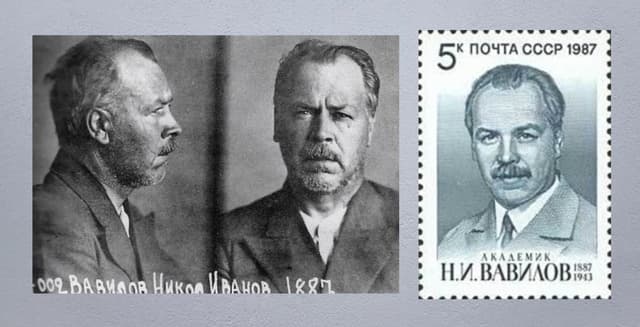 From prisoner mug-shot to Honouring Stamp: Nikolai Vavilov