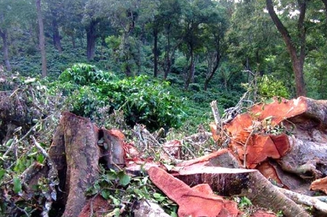 Dwarka's Multi-Sports Arena Project Hits Roadblock As NGT Refuses Deemed Green Nod, Flags Illegal Tree Cutting