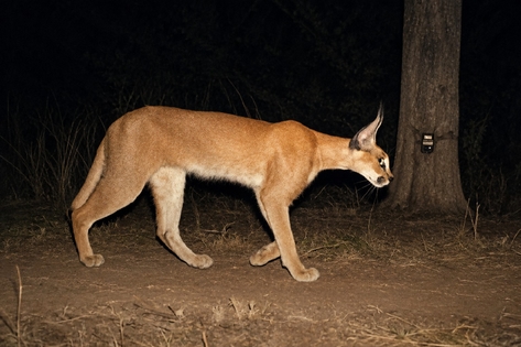 One Photograph Is Not An Ecosystem: When Kuno Celebrated A Caracal It Barely Found